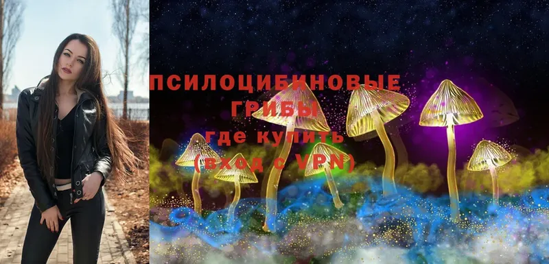 купить наркоту  Велиж  Псилоцибиновые грибы Cubensis 